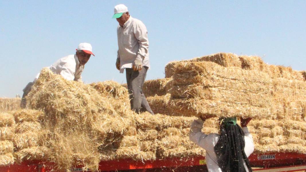 Kavurucu sıcakta 'balya' mesaisi 1